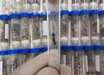 海关截获1.3万余只德州芭切叶蚁 在我国未发生报道属外来物种