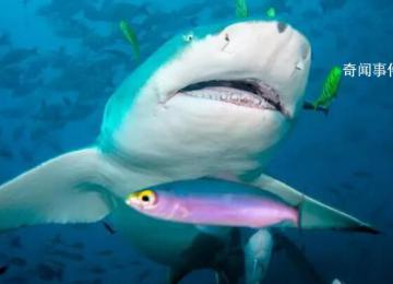 日企利用人造子宫培育出鲨鱼 将对海洋生态系统的保护产生积极的影响