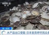 日官员呼吁民众每人多吃5只扇贝 第一轮排海已经给日本水产品出口带来巨大负面影响