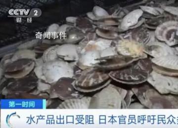 日官员呼吁民众每人多吃5只扇贝 第一轮排海已经给日本水产品出口带来巨大负面影响