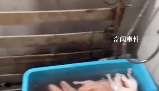 烤鸭店回应在厕所浸泡鸭子 空间有限偶尔放一下