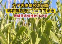 女子因感情问题喝农药后跑进玉米地 民警搜救16小时