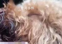 11岁女孩将狗偷走掰断其牙齿舌头 可能没法自主进食