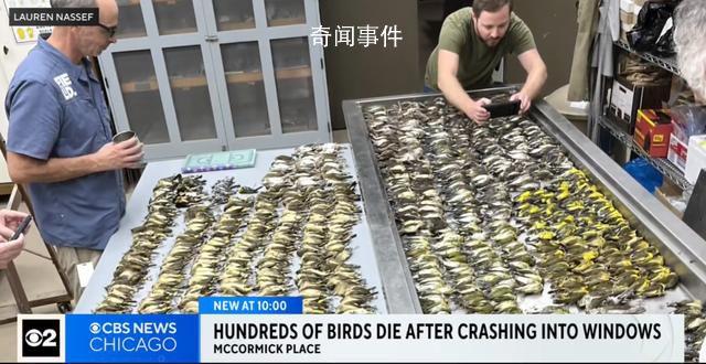 近千只鸟集体撞向一栋大楼后死亡 其建筑外墙大部分被玻璃覆盖