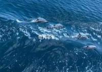 海警巡逻偶遇海豚好壮观 画面太治愈了