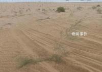 沙漠上万棵治沙植物被越野车碾轧 车辆冲断围栏闯入