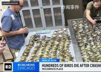 近千只鸟集体撞向一栋大楼后死亡 其建筑外墙大部分被玻璃覆盖