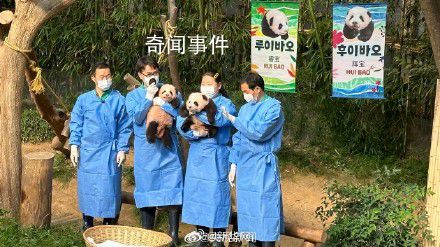 福宝妹妹们叫睿宝辉宝 首次公众见面会举行
