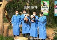 福宝妹妹们叫睿宝辉宝 首次公众见面会举行