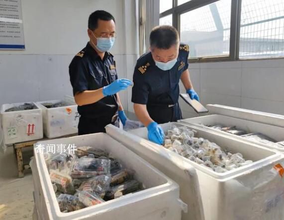 货车运5380只吸血鬼蟹入境被查 目前已作进一步处理