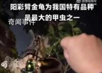 4名小学生发现41年前曾灭绝的甲虫 为他们点赞