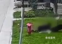 成都2岁女童遭烈犬撕咬入院治疗 目前孩子及大人正在医院就医