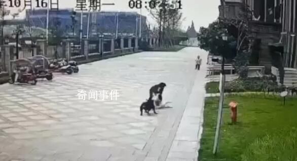 被恶犬咬伤的成都女童仍未苏醒 已有专家进行会诊