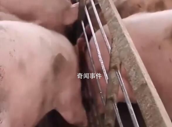 “西南猪王”新希望大撤退 迎来了持续亏损