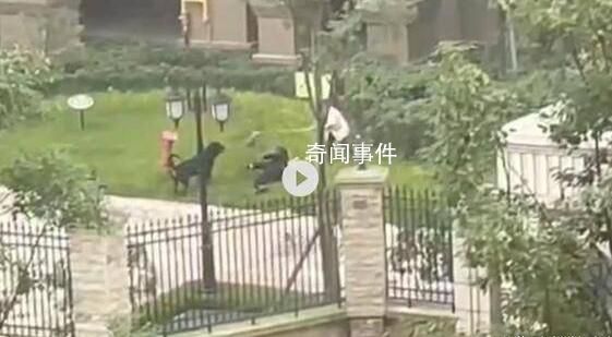 成都公安回应流浪狗数量过多问题