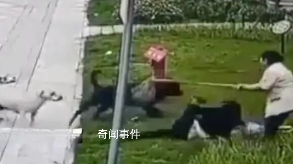 黑狗主人最高面临7年以下刑责 咬人的黑色犬只找到了吗