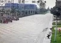 探访女童被大型犬撕咬事发小区