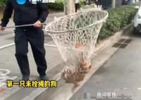 河南郑州严查未拴绳犬只 出了家门就属于公共区域