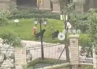 成都公安回应流浪狗数量过多问题