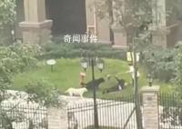 物业回应保洁阿姨为女童挡狗 一保洁阿姨毫不畏惧及时出手阻拦