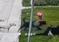 黑狗主人最高面临7年以下刑责 咬人的黑色犬只找到了吗