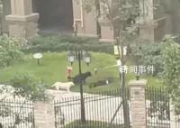媒体:宠物伤人悲剧不该再上演