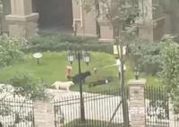 恶犬撕咬女童 狗主人会被判刑吗?