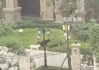 女童母亲:要追究物业和狗主人责任