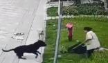 中国最大罗威纳犬舍遭网友攻击 称卖了十多年没一只咬人
