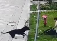中国最大罗威纳犬舍遭网友攻击 称卖了十多年没一只咬人