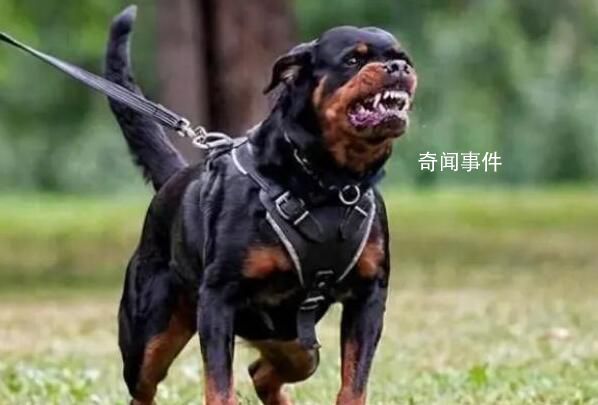 西安一小区将逐户清理禁养犬 网友热议