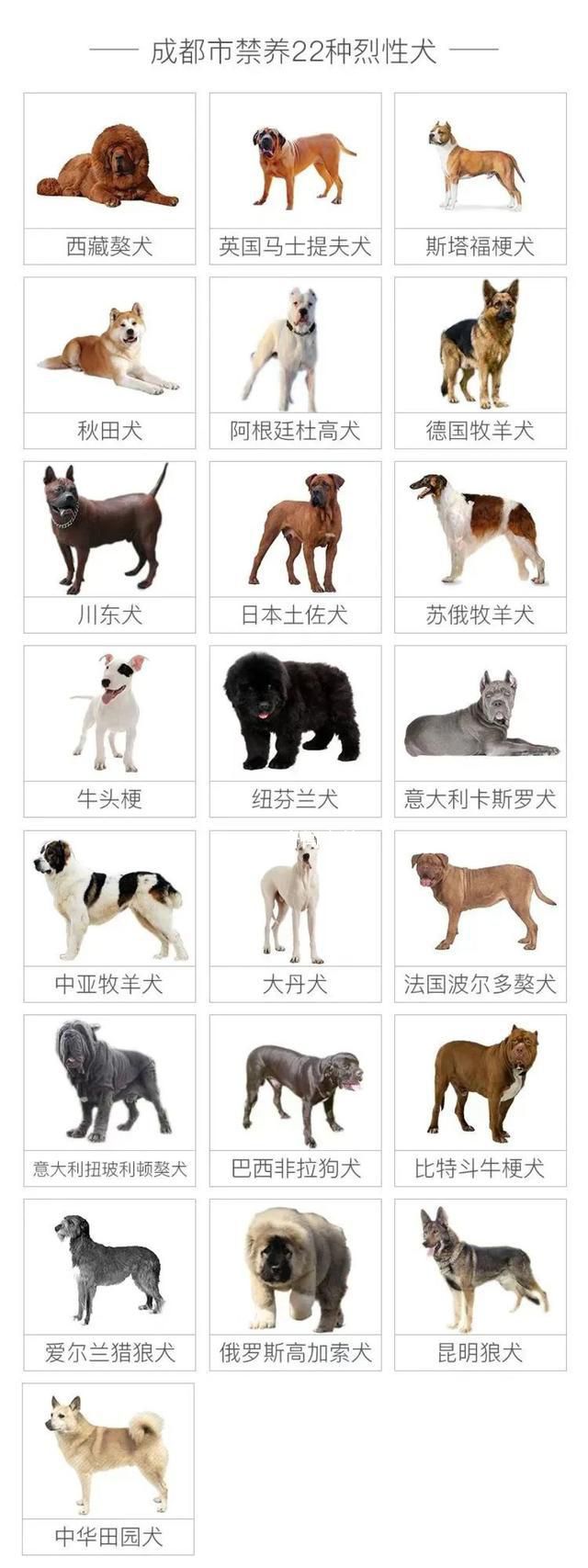成都回应是否禁养罗威纳犬 罗威纳犬是否会被列入成都市禁养犬名单