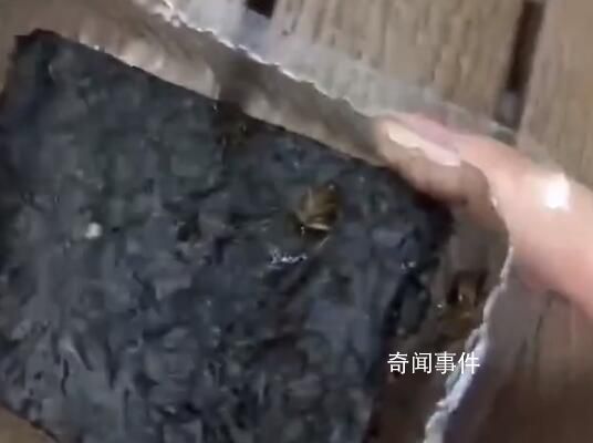 山姆被曝所售海苔中有蟑螂 已反馈相关部门调查