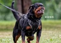 西安一小区将逐户清理禁养犬 网友热议