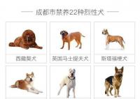 成都回应是否禁养罗威纳犬 罗威纳犬是否会被列入成都市禁养犬名单