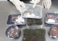 男子携40条蝾螈8条蛇3只蜥蜴入境