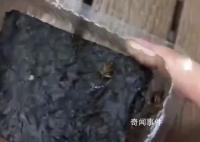 山姆被曝所售海苔中有蟑螂 已反馈相关部门调查
