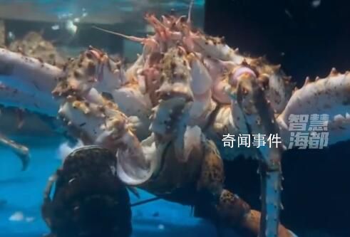 标价799的蟹吃了999的龙虾 引发关注