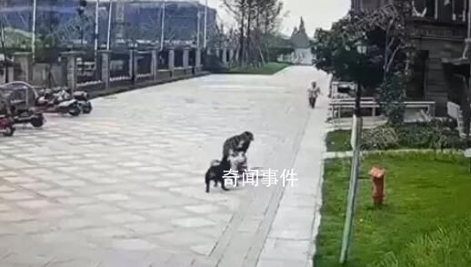 被咬女童家属申请将涉事狗安乐死 