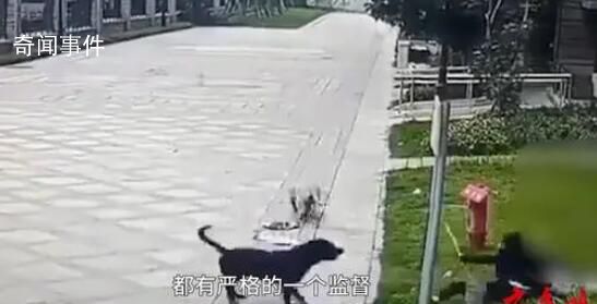 被狗咬伤女童律师将对造谣者追责 受伤女童还在华西医院救治