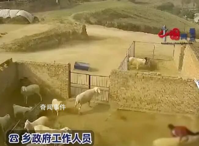 老人穿红衣进羊圈被羊顶撞身亡 引关注