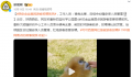 金丝猴因游客投喂而死?园方回应