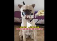 狗嘴套销量近期倍增 部分店铺卖断货