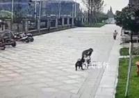 被咬女童家属请求对黑狗安乐死