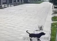 被狗咬伤女童律师将对造谣者追责 受伤女童还在华西医院救治