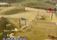 老人穿红衣进羊圈被羊顶撞身亡 引关注