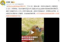 金丝猴因游客投喂而死?园方回应