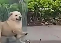 媒体:治狗患的重点在于管住人