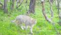 四川达古冰川首次发现荒漠猫 系中国特有物种