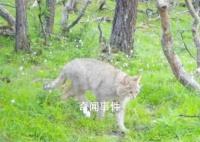 四川达古冰川首次发现荒漠猫 系中国特有物种